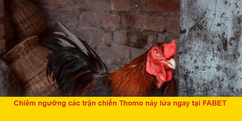 Điểm nổi bật giúp đá gà Thomo FABET thu hút người chơi