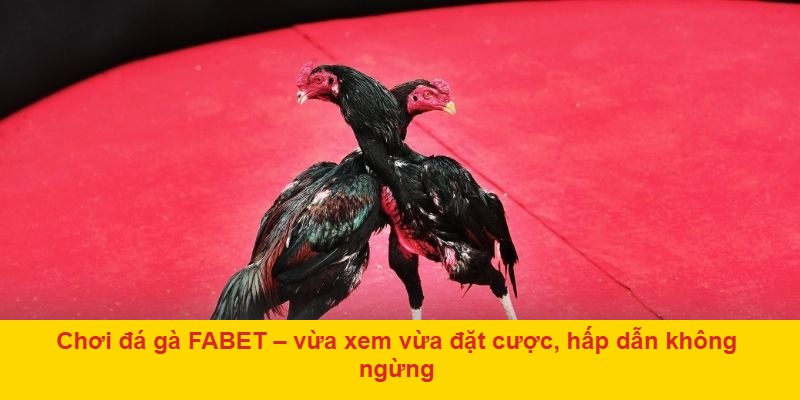 Chơi đá gà FABET – vừa xem vừa đặt cược, hấp dẫn không ngừng