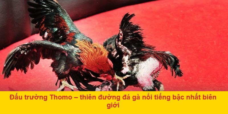 Đá gà Thomo FABET là gì và có gì khác biệt?