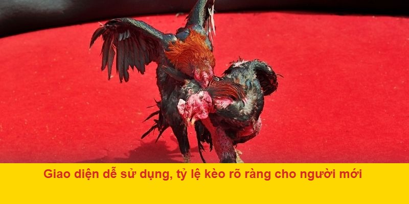 Trực tiếp đá gà C1 hôm nay FABET với chất lượng full HD cực đã