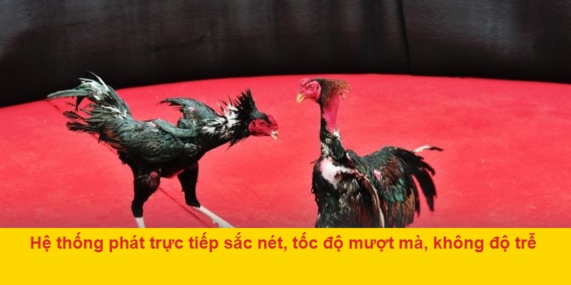 Hệ thống phát trực tiếp sắc nét, tốc độ mượt mà, không độ trễ