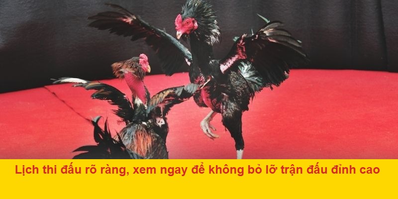 Lịch thi đấu rõ ràng, xem ngay để không bỏ lỡ trận đấu đỉnh cao