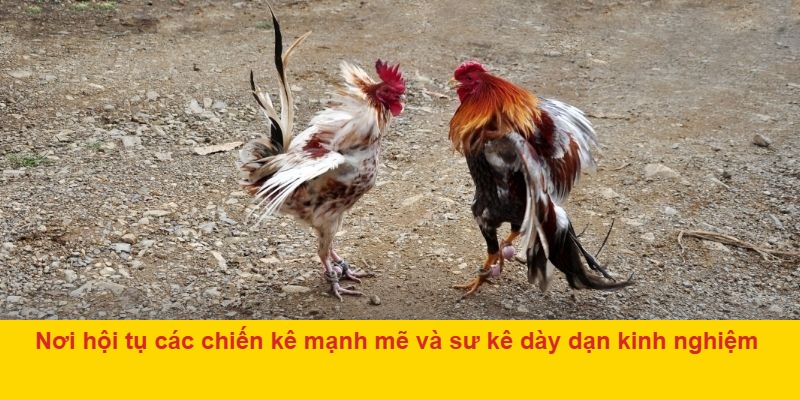 Nơi hội tụ các chiến kê mạnh mẽ và sư kê dày dạn kinh nghiệm