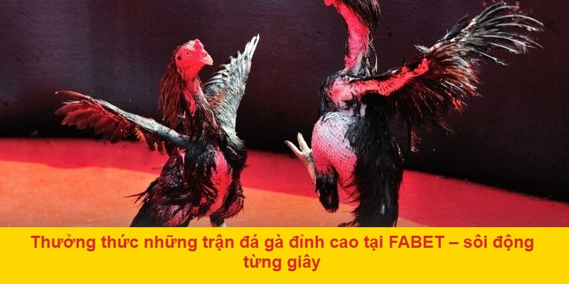 Thưởng thức những trận đá gà đỉnh cao tại FABET – sôi động từng giây