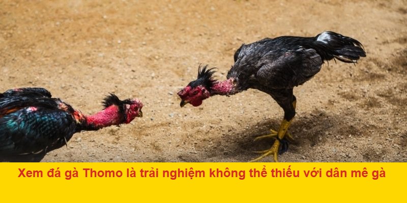 Đá gà thomo FABET – trải nghiệm kịch tính từ sới gà hot nhất biên giới